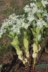 Weißrand-Wolfsmilch - Euphorbia marginata