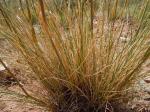 :-Stipa neomexicana