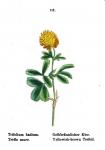 Braun-Klee - Trifolium badium