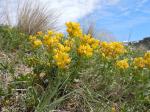 Falsche Lupine - Thermopsis rhombifolia