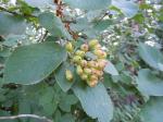 Wolliger Schneeball - Viburnum lantana