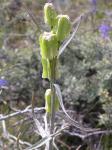 : - Fritillaria atropurpurea