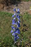 Hoher Rittersporn - Delphinium elatum