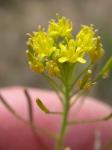 Gefiederte Sophienrauke - Descurainia pinnata