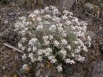 : - Ipomopsis congesta