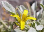 : - Physaria kingii
