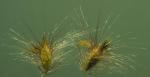 : - Melinis repens