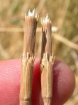 : - Aegilops cylindrica