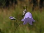 Rundblättrige Glockenblume - Campanula rotundifolia