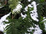 : - Blechnum chilense