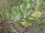 : - Asclepias viridiflora