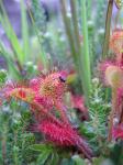 Rundblättriger Sonnentau - Drosera rotundifolia