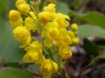 Kriechende Mahonie - Mahonia repens