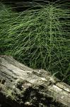 Riesen-Schachtelhalm - Equisetum telmateia