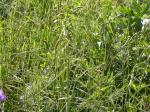 : - Danthonia californica