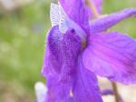 Zweifarbiger Rittersporn - Delphinium bicolor