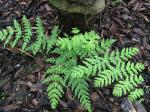 : - Histiopteris incisa