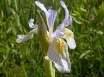 Rocky-Mountain-Schwertlilie - Iris missouriensis