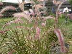 Einjähriges Lampenputzergras-Pennisetum setaceum
