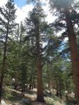 : - Pinus contorta var. murrayana