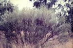 : - Acacia dietrichiana