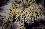 : - Acacia leiocalyx