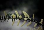 : - Acacia oxycedrus