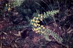 : - Acacia uncinata