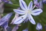 Afrikanische Liebesblume - Agapanthus praecox