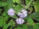 Gewöhnlicher Leberbalsam - Ageratum houstonianum