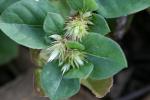 Stechendes Papageienblatt - Alternanthera pungens