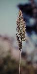 : - Agropyron velutinum