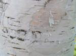 Hänge-Birke - Betula pendula