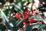 : - Brachysema celsianum
