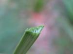 : - Carex appressa