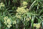 : - Cassinia trinerva