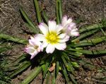: - Calandrinia affinis