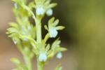 : - Corallorhiza maculata var. maculata