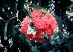 : - Corymbia ptychocarpa
