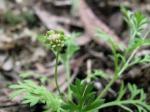 : - Cotula australis
