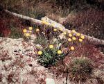 : - Craspedia adenophora