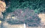 : - Darwinia purpurea