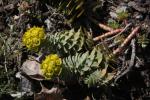 Walzen-Wolfsmilch - Euphorbia myrsinites