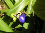 Blaue Flachslilie - Dianella caerulea