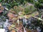 : - Drosera aberrans