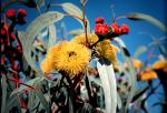 : - Eucalyptus erythrocorys