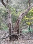 :-Eucalyptus melliodora
