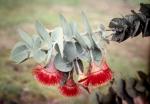 : - Eucalyptus rhodantha