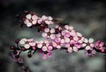 : - Euryomyrtus ramosissima