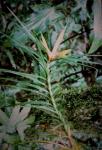 : - Freycinetia excelsa